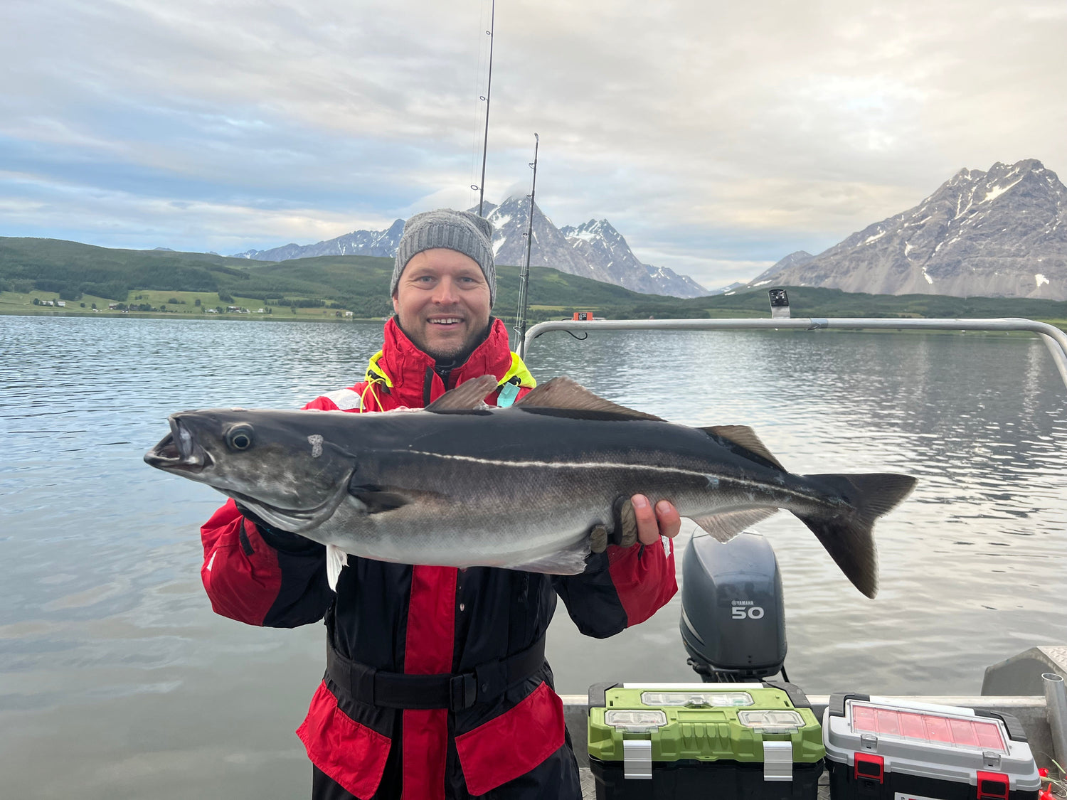 Angler holding a large coalfish on a fishing boat in a Norwegian fjord