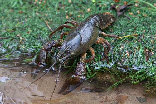 Crayfish Fishing in Estonia: 6 Things to Know Before the 2026 Season
